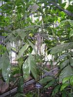 Chamaedorea Oblongata (fam. Arecacees) (Amerique centrale) (2) (Photo F. Mrugala)